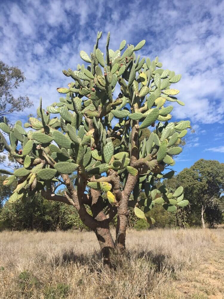 高原峭壁仙人掌树霸气老桩盆景大型沙漠造景多肉植物盆栽花卉绿植奇艺