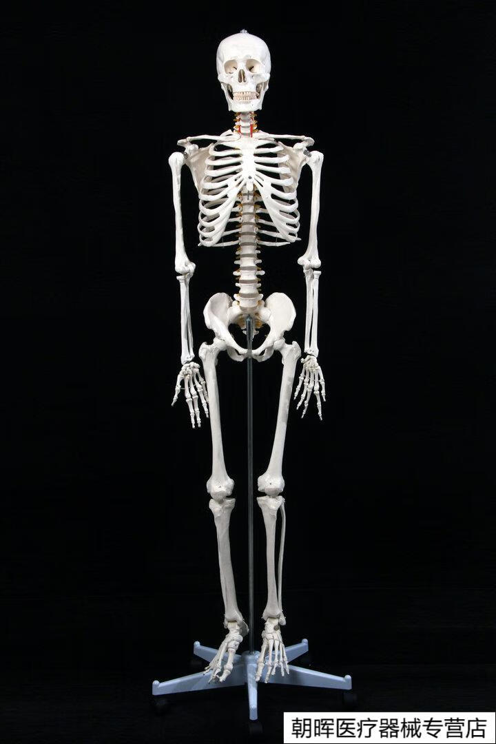 脊柱骨骼标准医学标本170cm180脊柱全身骨骼标准 骷髅骨架人体模型