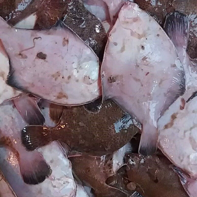 青岛鼓眼鱼鲜活古眼鱼新鲜高眼鱼野生比目鱼每斤3条海鲜批发鼓眼鱼贰