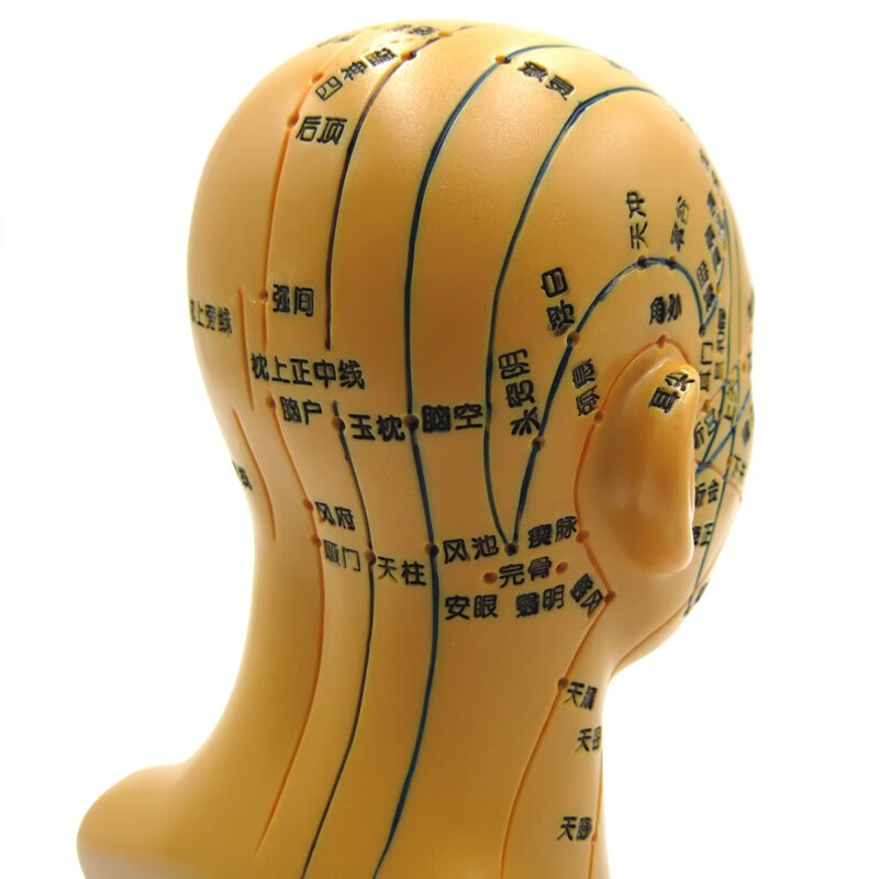 头部穴位模型中医用人体经络图教学1:1头穴头模针灸腧穴模具假头 47cm