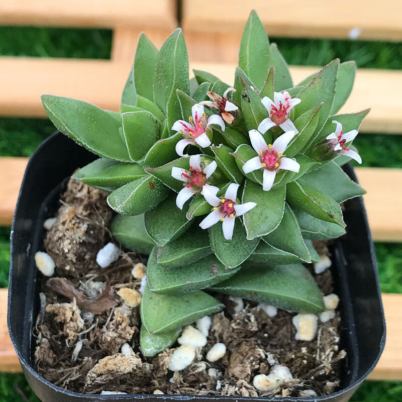 现货多肉植物盆栽花卉花椿方塔茜之塔肉肉寿桃紫光玉椿紫光群生6cm