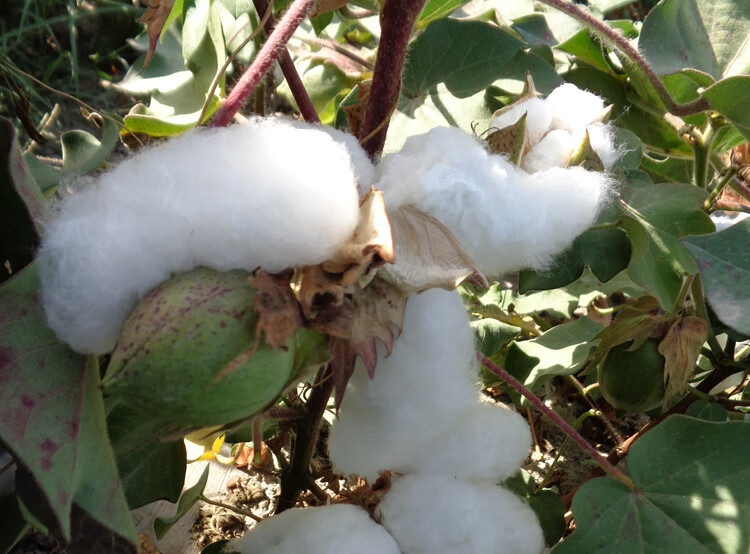 5x2.0米) 新疆特级长绒棉花【图片 价格 品牌 报价