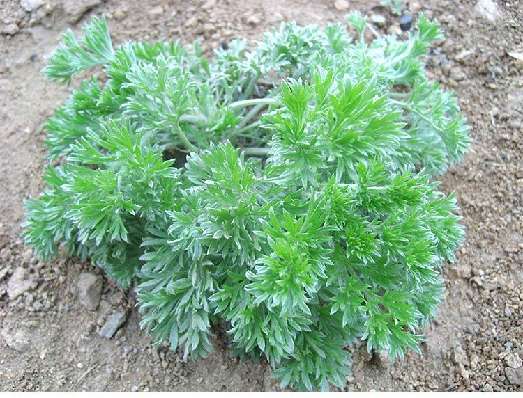 新鲜白蒿芽子草绵蒸蔬菜材食用斤露天野菜陕西现挖250克净重半斤冰袋