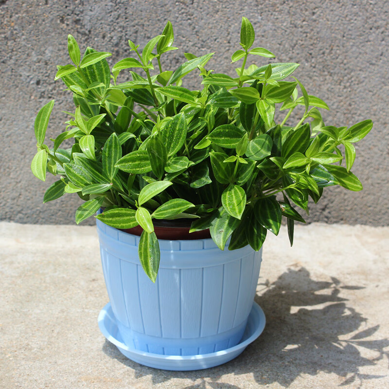 左漫源室内绿植花卉白脉椒草吊兰垂藤蔓藤植物净化空气 钻石翡翠配