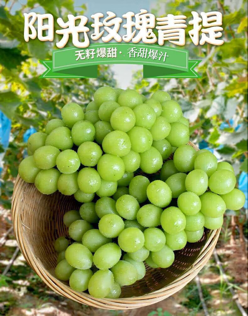应季时令新鲜水果阳光玫瑰香印葡萄青提 香甜无籽可口