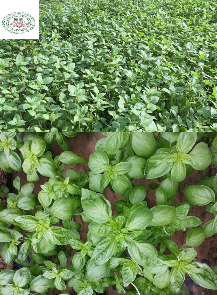 大叶罗勒苗阳台四季盆栽蔬菜苗花卉香草金不换九层塔2000粒送肥