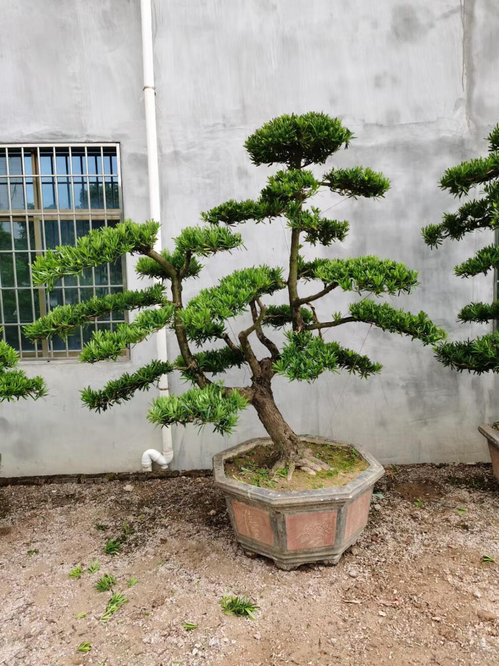 金钻绿植金钻雀舌罗汉松小叶老桩盆景造型真树室内盆栽庭院绿植一物一