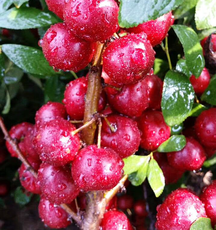 嫁接钙果树苗红钙果黄钙果苗盆栽地栽阳台庭院四季种植当年结果 钙果8