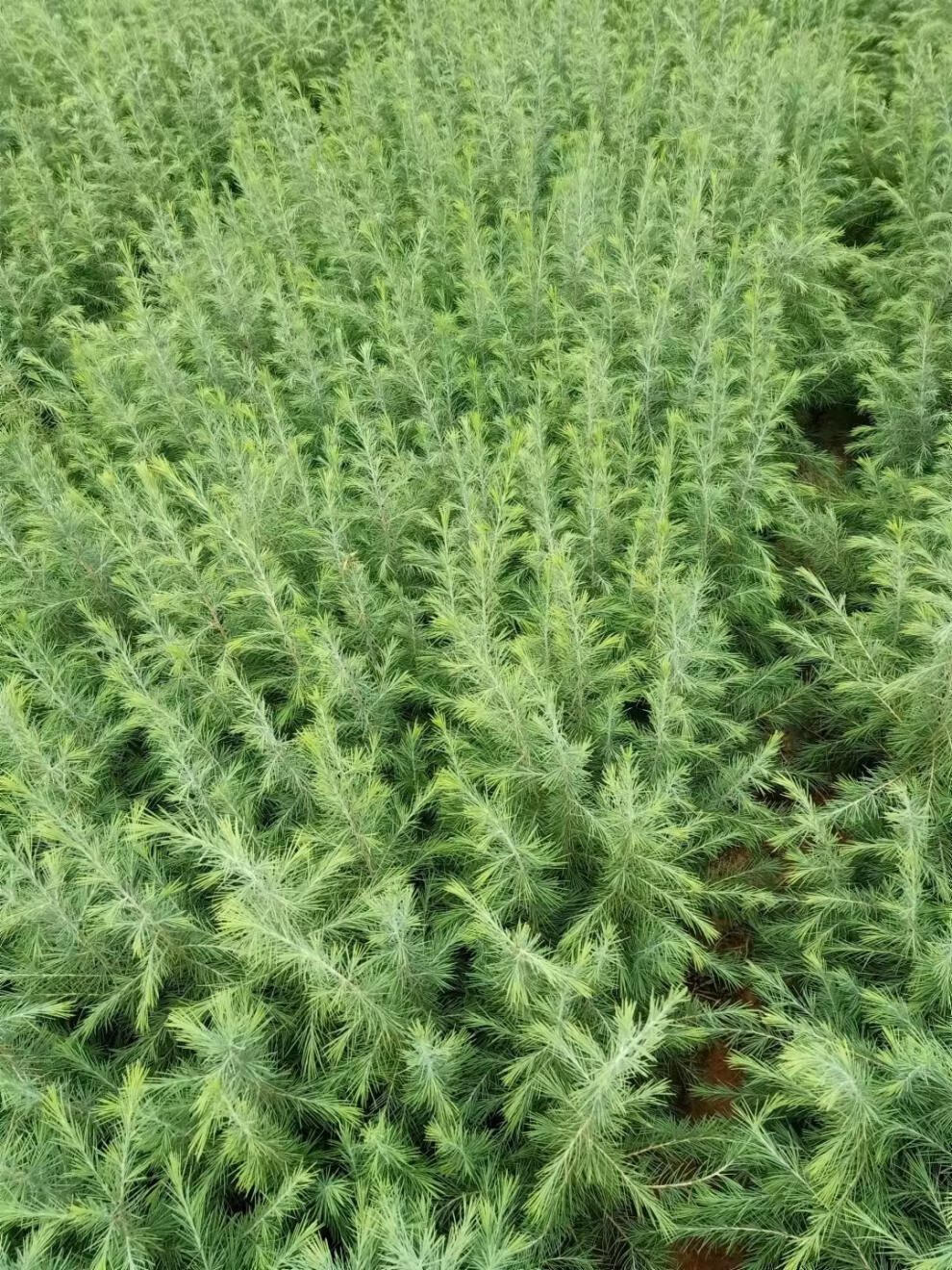 绿化苗木日本黑松小苗庭院黑松苗雪松树苗四季常青盆景植物松树苗