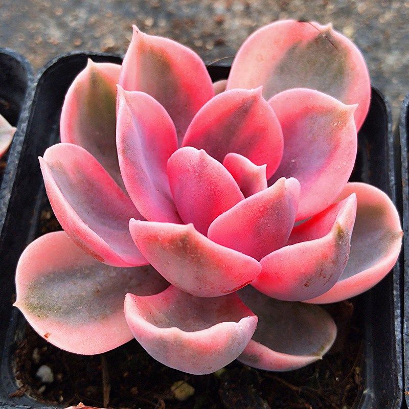 现货 彩虹多肉植物组合 紫珍珠锦 老桩多头群生肉肉 红心莲9cm左右