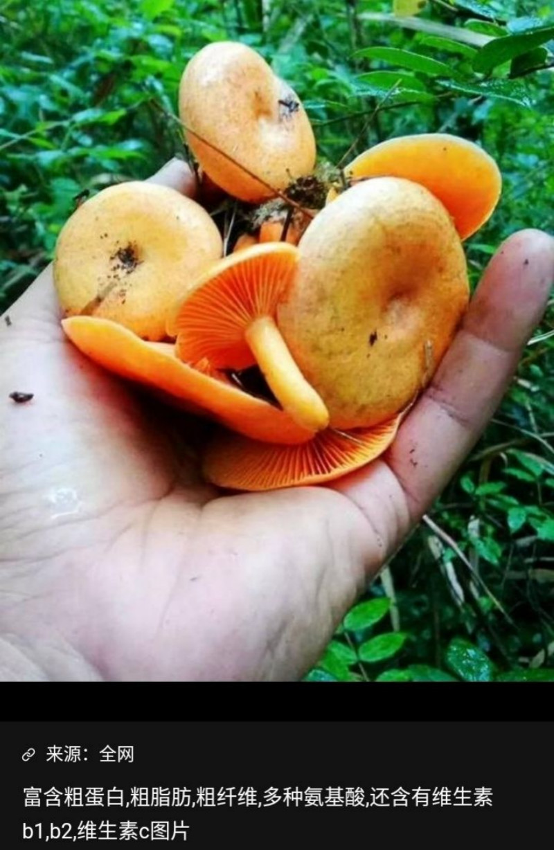 枞树菌干松树菌寒菌松菇松乳菇黄枞菌干枞菌谷熟菌野生菌三九菌500克