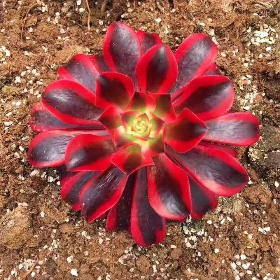 法师锦多肉植物多肉小盆栽仙人掌多肉植物批发多肉植物盆栽可爱室 粉