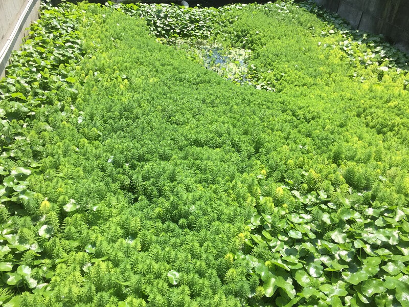 浮草河道鱼池污水治理水培漂浮耐热水生植物狐尾藻带根散称3斤