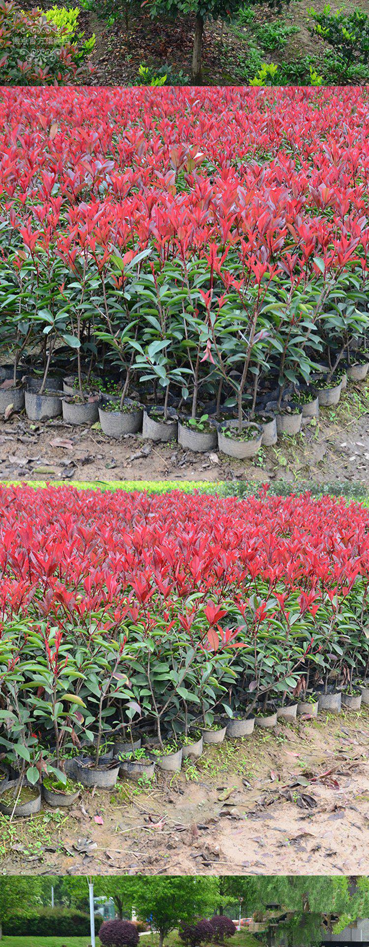 龙辰语 地栽绿化带庭院工程绿化苗红叶石楠树苗红叶石楠球红叶石楠