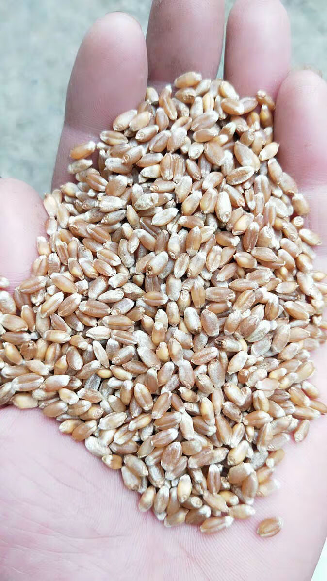 5斤装新麦子带皮小麦粒小麦磨面酿酒榨汁 喂鸽子粮食 小麦二十斤装