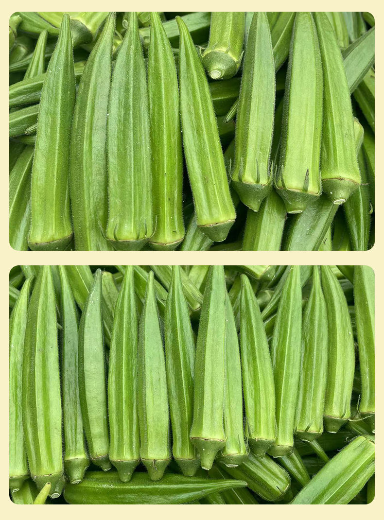 橙伯乐 秋葵蔬菜鲜嫩农家自种黄秋葵整批发 净重1斤秋葵【图片 价格
