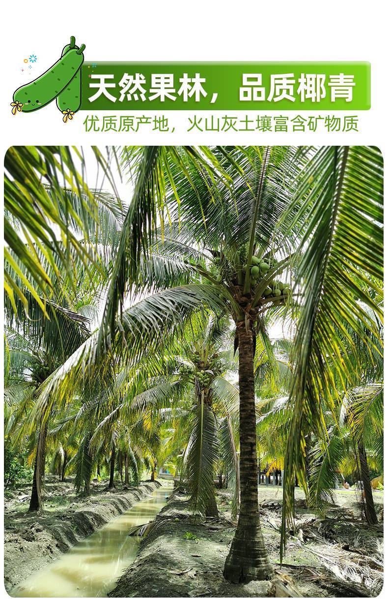 海南椰青新鲜椰子孕妇水果香水椰子去皮2个装配开椰器