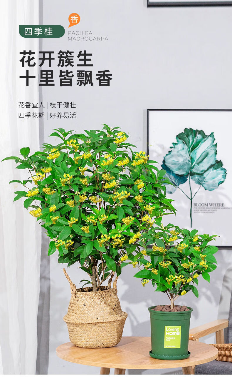精品绿植桂花树苗盆栽盆景四季开花耐寒浓香型四季桂金桂室内阳台庭院