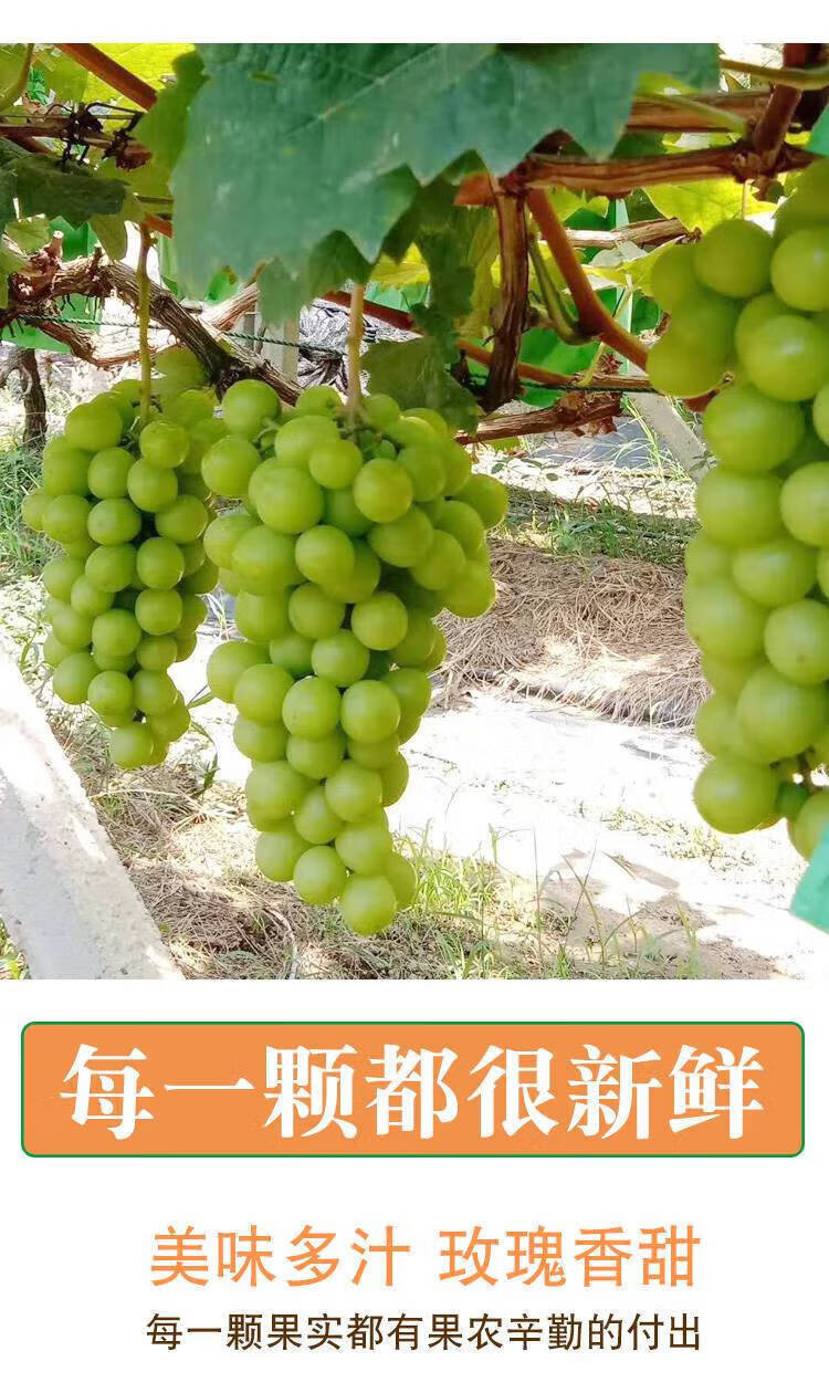 云南阳光玫瑰晴王葡萄香印青提无籽提子 当季水果礼盒