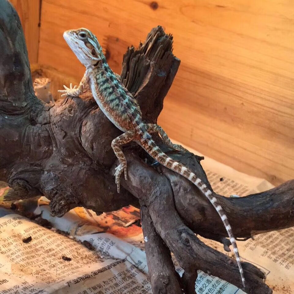zxc鬃狮蜥蜴活体鬃狮巨型蜥蜴异宠物超大个体蜥蜴变色龙蜥人工玩爬宠