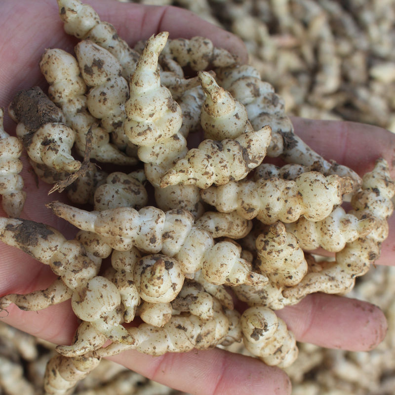 现挖新鲜地环宝塔菜螺丝菜地牯牛甘露种子地葫芦玉环农家自种地溜净重