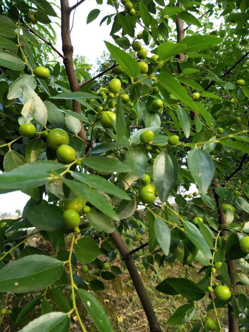 嫁接枣树苗枣树盆栽沾化冬枣南方北方种植庭院果树苗当年结果沾化冬枣
