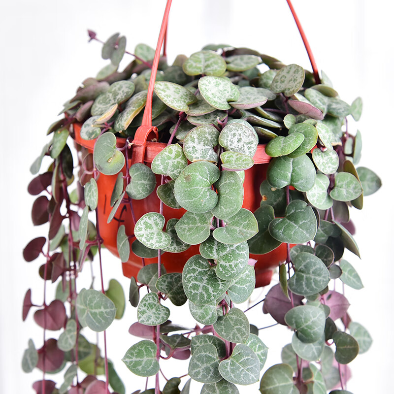 爱之蔓锦吊兰多肉植物垂吊花卉盆栽心蔓吊金钱心心相印吊兰花盆景