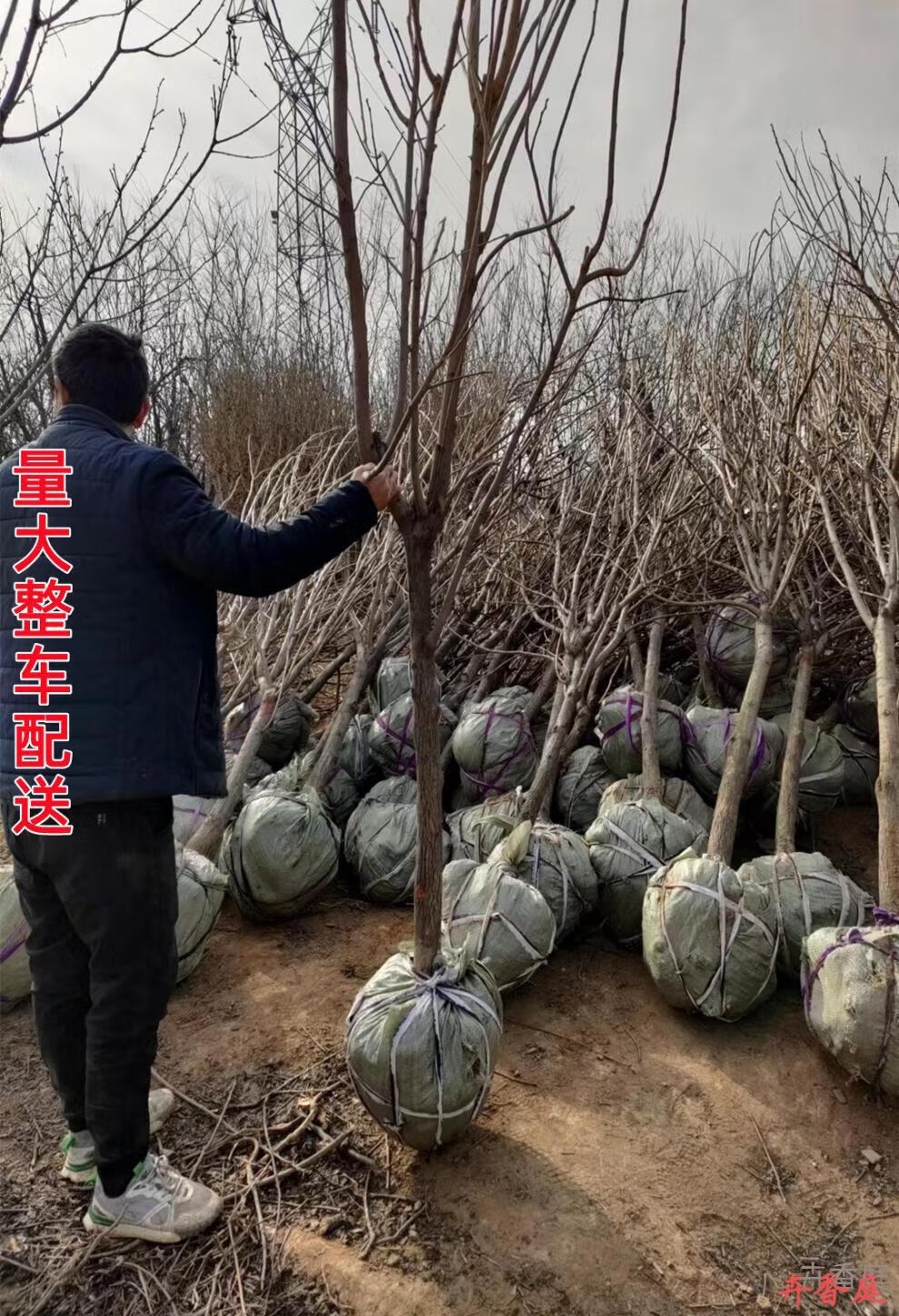 特大柿子苗果树庭院果树果苗南北方种植火晶富平无核脆甜柿子树苗庭院