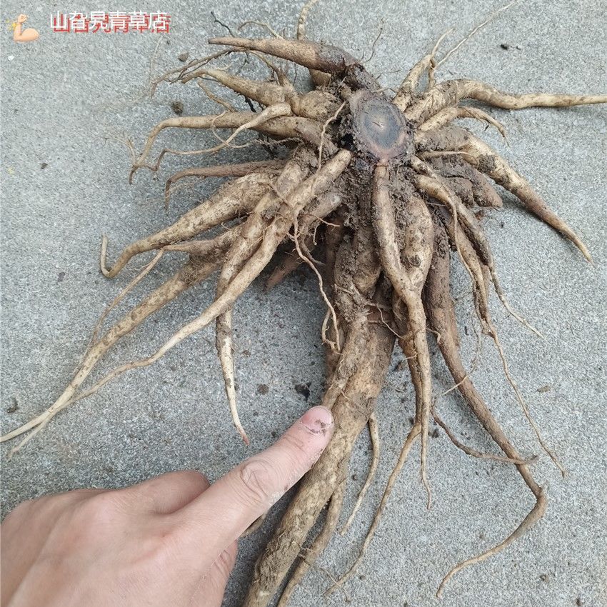 新鲜紫花大蓟根 紫花鸡母刺头 大刺盖大刺儿菜 煲汤药食中草药 鲜大蓟