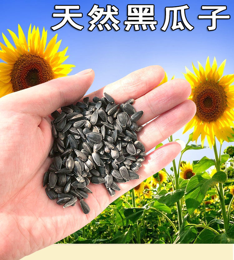 生黑珍珠小瓜子葵花子油葵籽鹦鹉鸟食仓鼠零食鸟粮鸽粮油葵3斤装