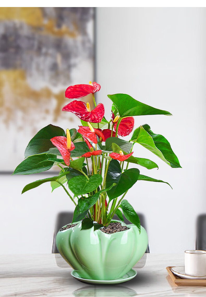红掌盆栽植物室内花办公室绿植鸿运当头土培一帆风顺送礼盆景 红掌 梅