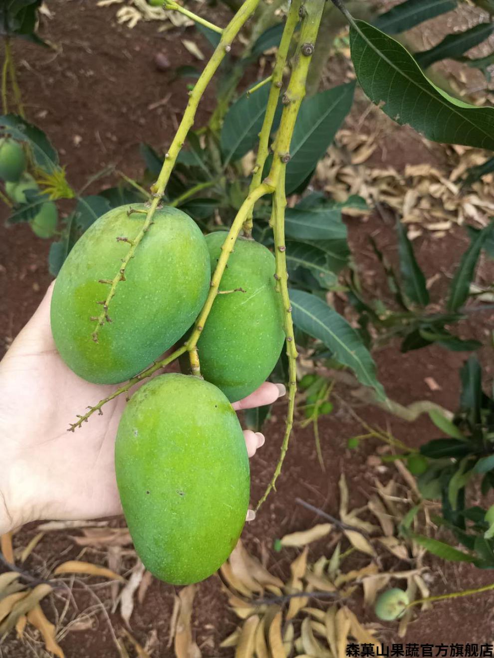 顺丰礼盒覃斗鸡蛋芒果广东湛江雷州覃斗芒果蛋芒装鸡蛋芒果现摘带箱5
