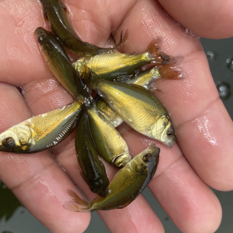 没有鳞片的鱼好养殖的鱼渔场直发 裸鲤鱼苗4-7厘米50条送5条【图片