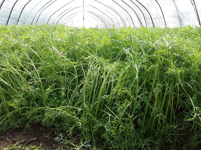 现摘现发新鲜芦蒿湖北特产农家自种泥蒿藜蒿3斤泡沫盒冰