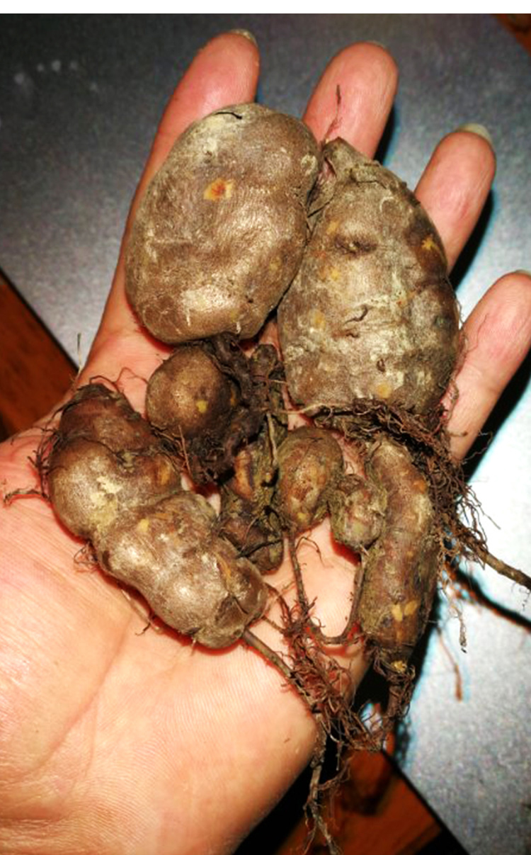 野生新鲜三叶青金线吊葫芦吊金钟材500g伊梵麦