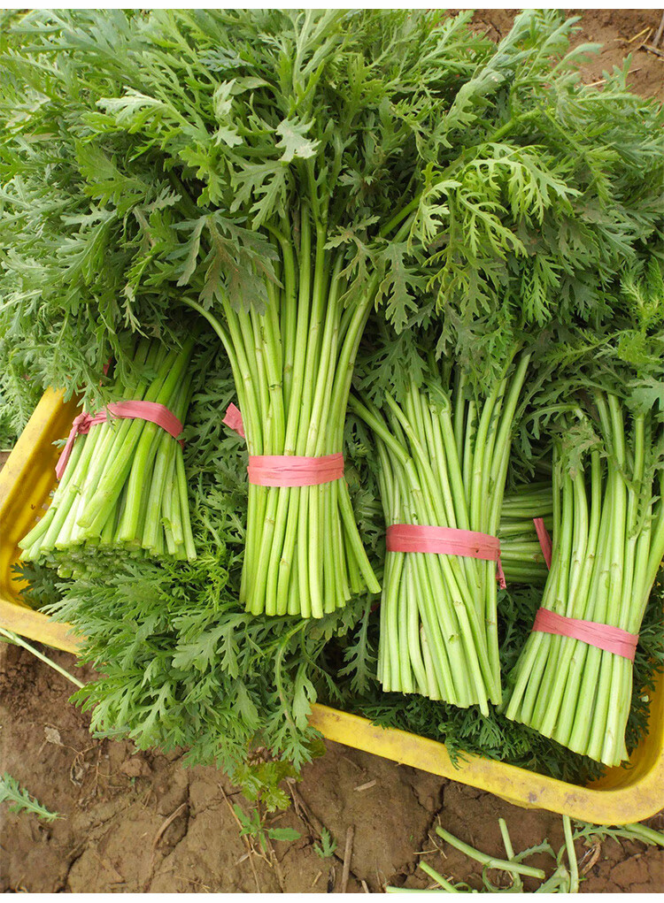 新鲜小叶茼蒿 农家自种光杆茼蒿菜3斤四季蔬菜皇帝青菜 新鲜蔬菜火锅