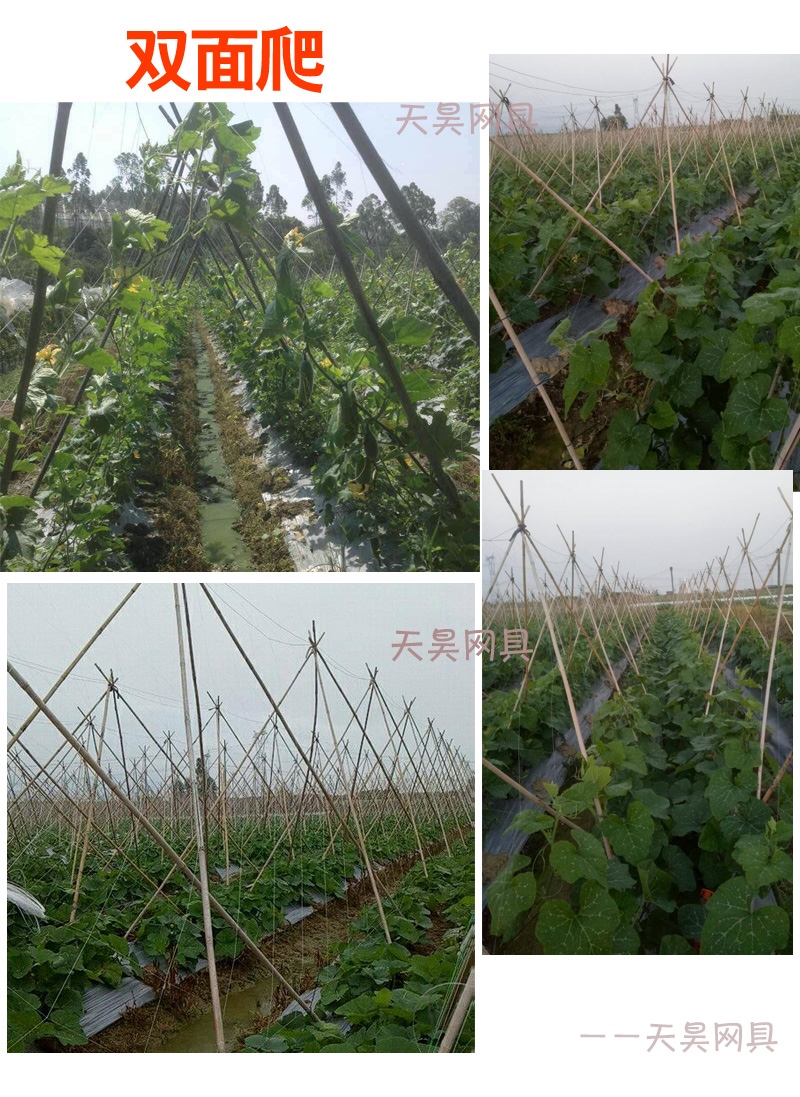 拉绳植物丝瓜网家用苦瓜网豆角大棚爬藤架豇豆攀爬吊瓜网农用蔬菜4100