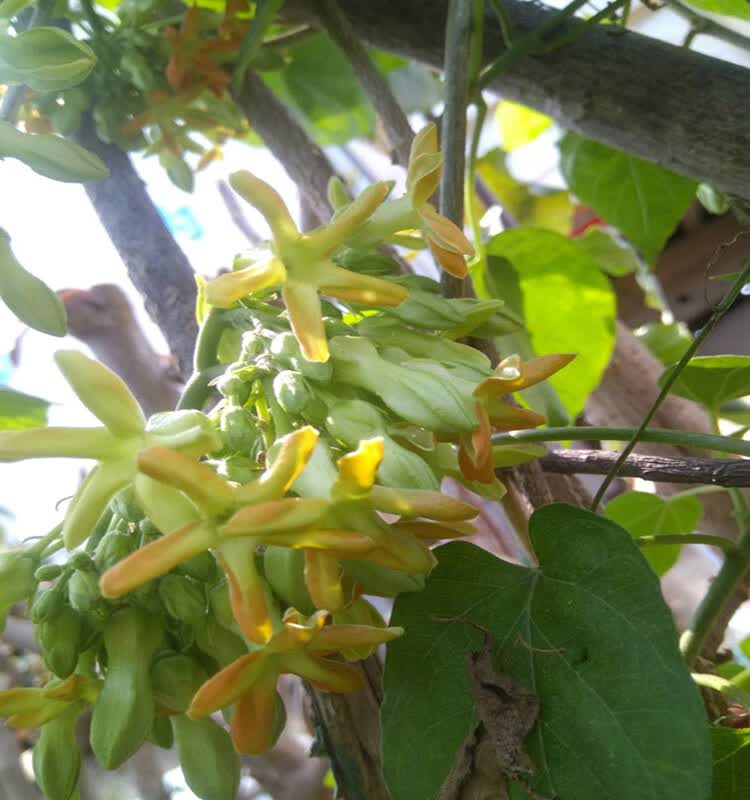 【农友推荐】可狄(kedi)食用夜来香树苗 藤本花卉植物爬藤千里香花苗