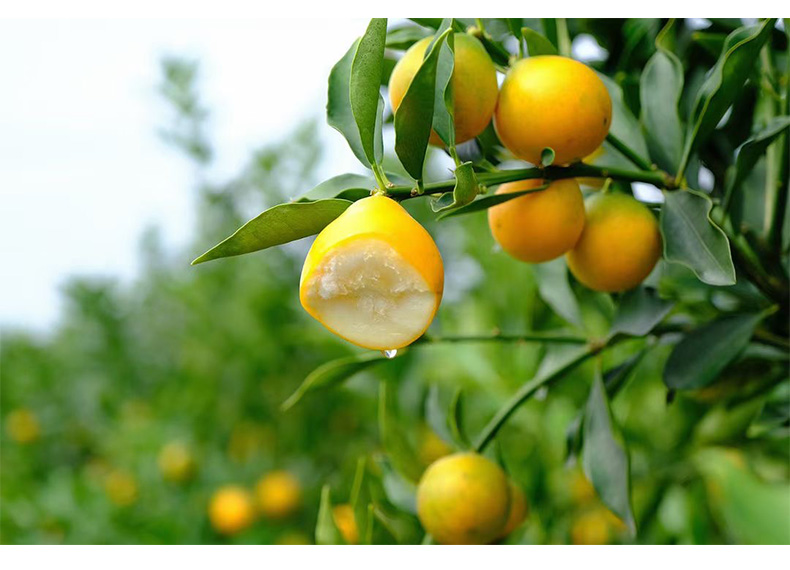 礼盒装脆蜜金柑第三代融安金桔当季新鲜水果3斤大果礼盒装