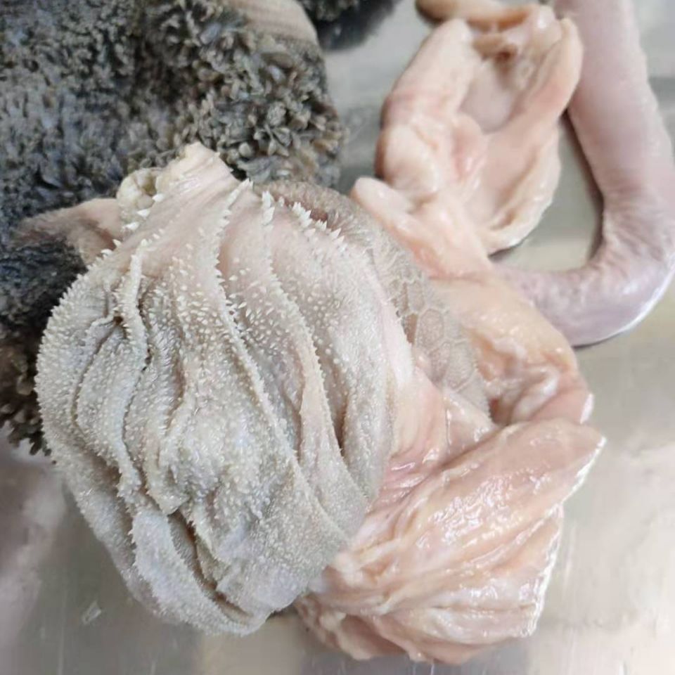 新鲜羊肚 生羊肚 山羊羊肚 毛肚 现杀新鲜羊下货整个羊肚羊杂碎 3斤