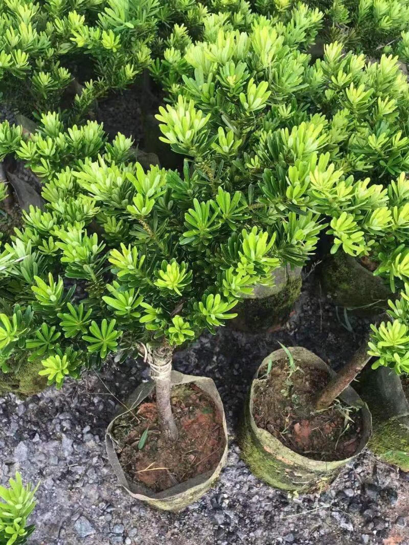 正宗金钻罗汉松造型盆栽四季常青绿植观赏植物庭院阳台易养 金钻