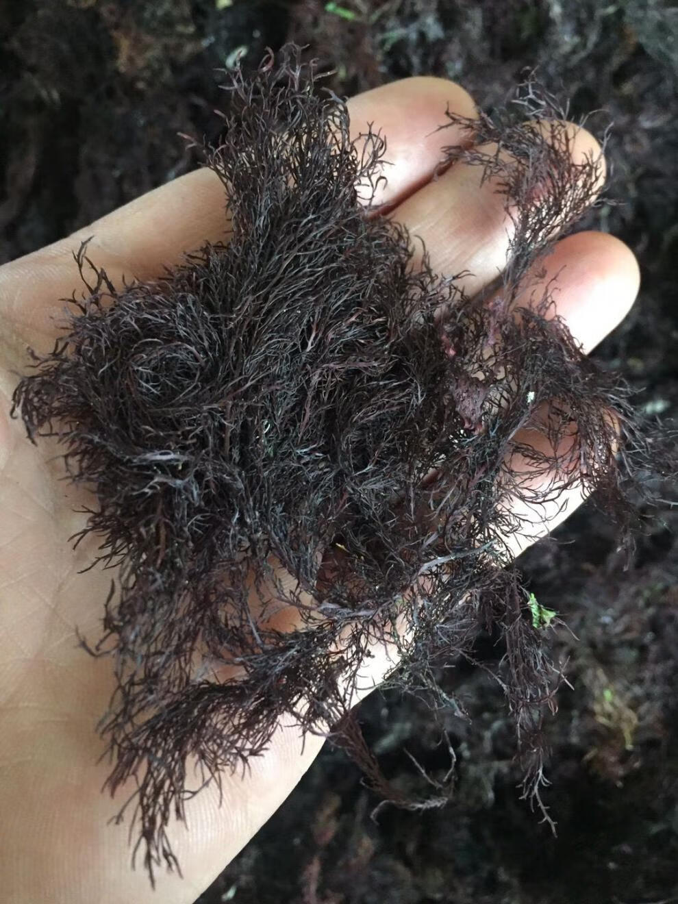 石花菜海凉粉冻菜海藻干货蒿子冻琼脂牛毛菜石花膏四果汤 500克【图片