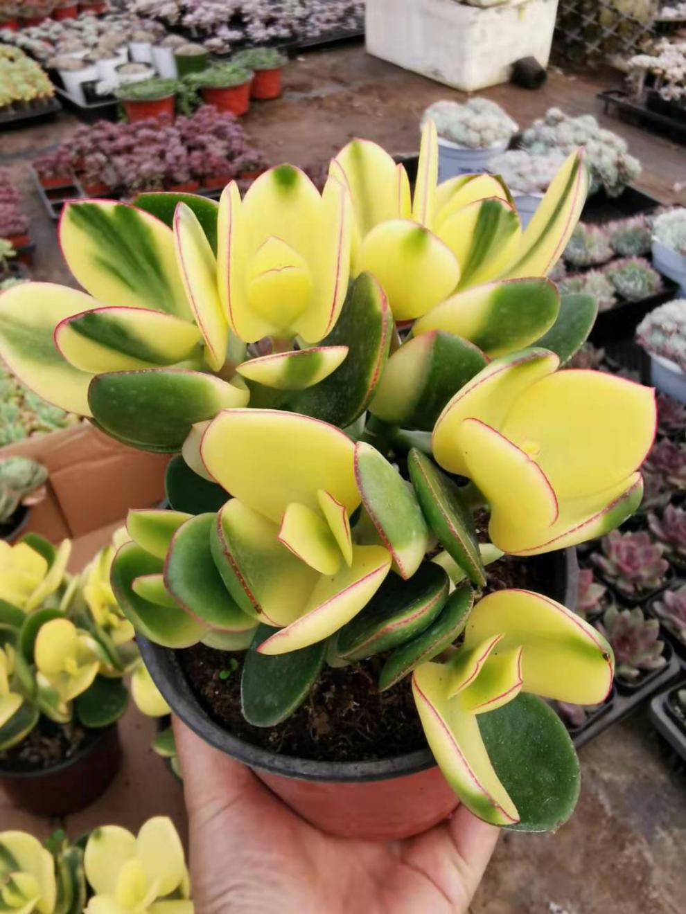 新花月锦状态多肉自然出锦盆栽花卉绿植植物新花月锦粗杆子老桩群生五