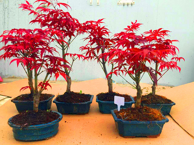 红枫盆景盆栽红舞姬日本红枫办公室阳台红枫观叶植物树苗花卉耐寒植物