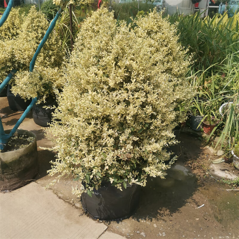 金姬小蜡棒棒糖高杆爱心步步高造型柠檬之光川滇蜡树亮金女贞盆栽