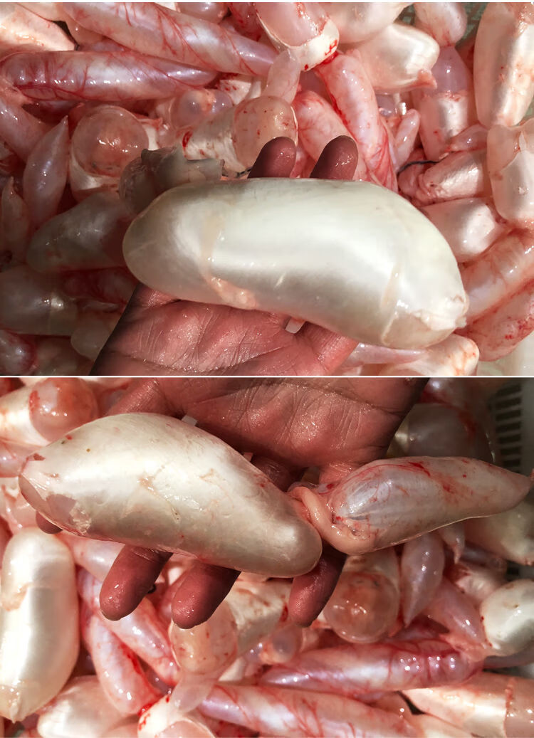 新鲜鱼鱼鳔新鲜冷冻鱼籽鱼泡泡椒鱼皮150g10包