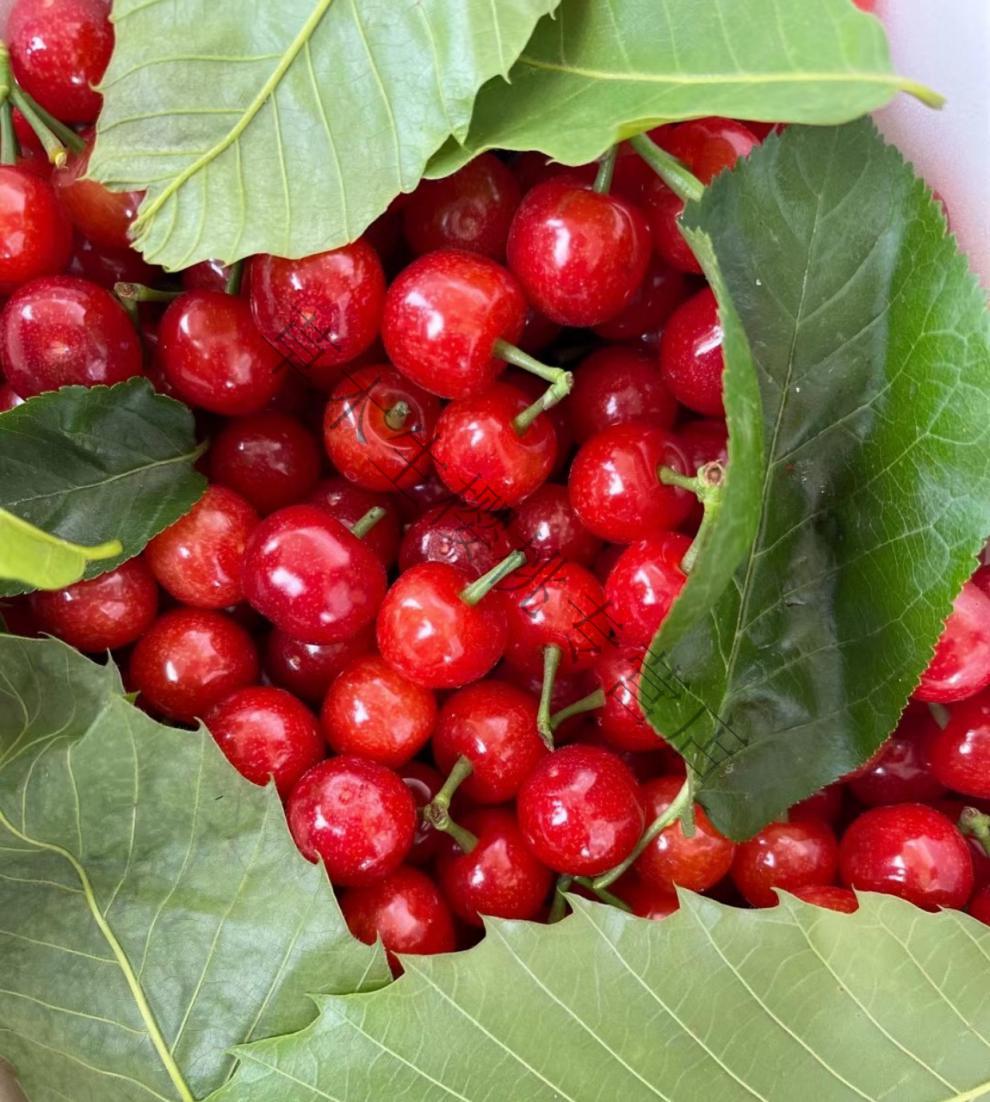 现摘攀枝花米易黄草小樱桃现摘当季水果四川恩特儿l24mm以下1000g