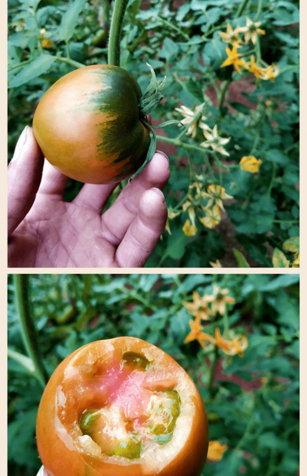 骄瑰 丹东铁莓柿子自然熟绿腚西红柿新鲜番茄 碱地柿子5斤顺丰 5斤