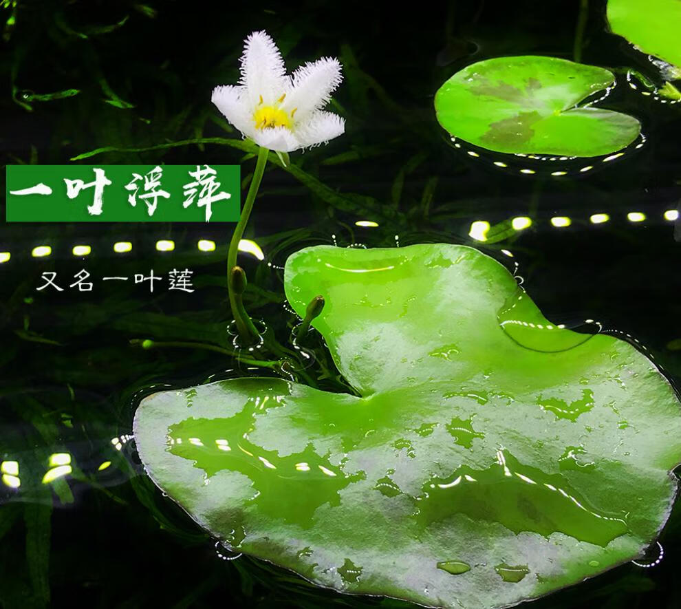 浮萍类水草一叶莲一片莲白色小花素雅鱼缸浮萍漂浮植物 一叶莲6-10cm