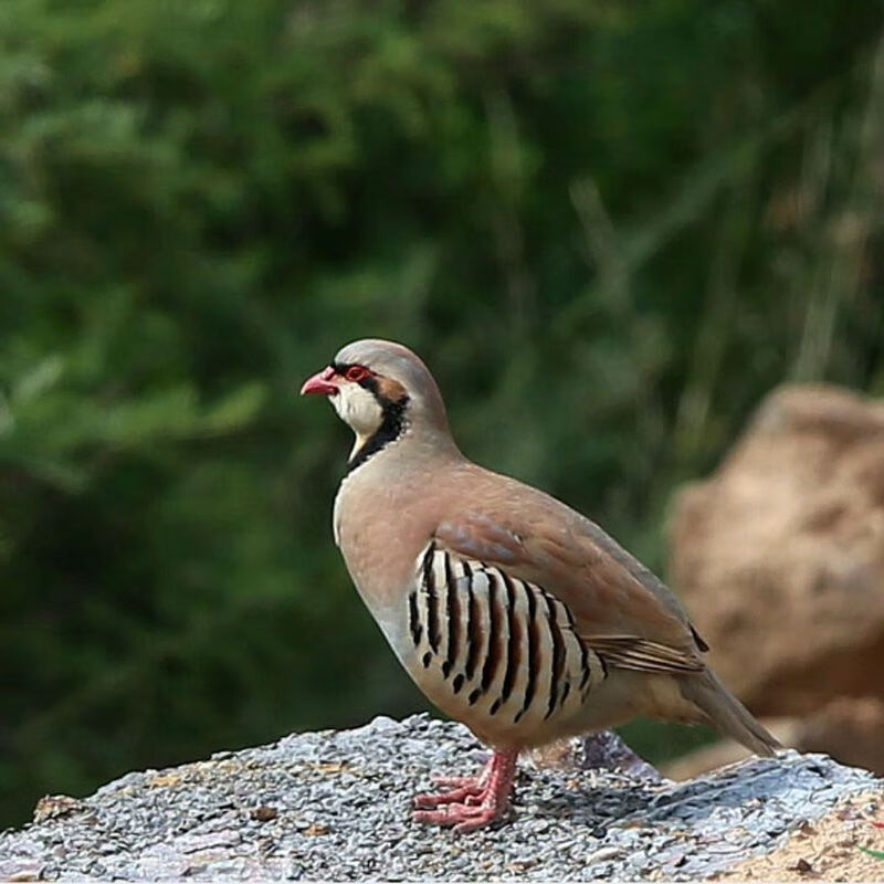cmcm美国鹧鸪鸟活体鸡嘎嘎鸡呱呱鸡人工养殖活体下蛋孵化鹧鸪包活包